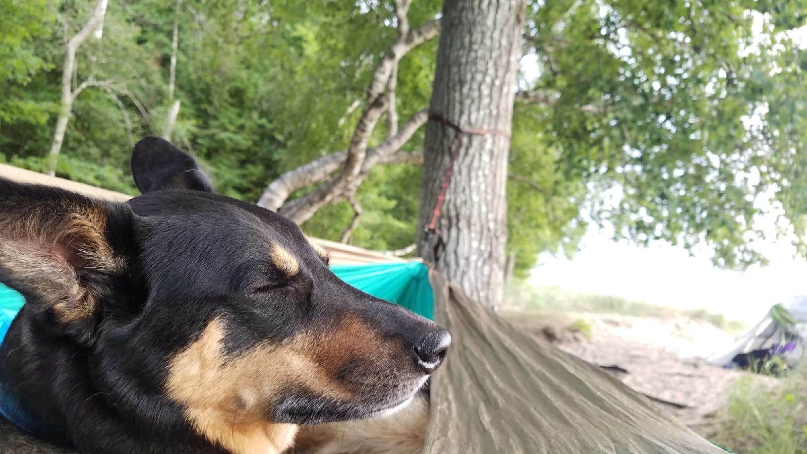 Camper-submitted photo at Manistee River Trail Dispersed Camping near Ludington, MI