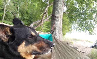 Josh D.'s photo of camping with pets at Manistee River Trail Dispersed Camping near Huron-Manistee National Forests