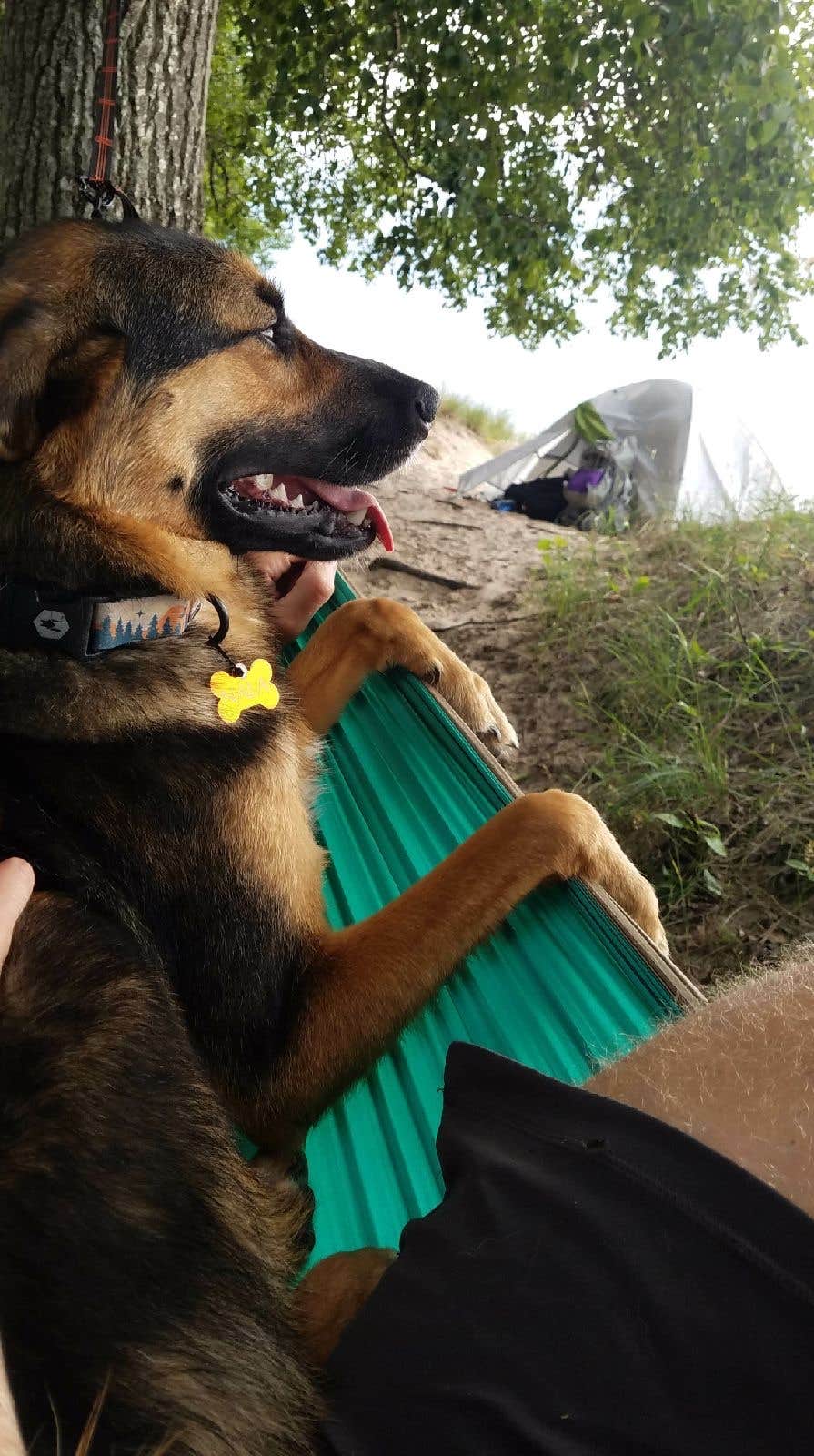 Josh D.'s photo of a dispersed camping area at Manistee River Trail Dispersed Camping near Ludington, MI