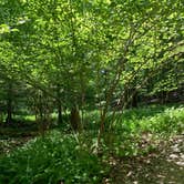 Review photo of Greenbrier State Park Campground - TEMPORARILY CLOSED by Cassia  M., July 22, 2020