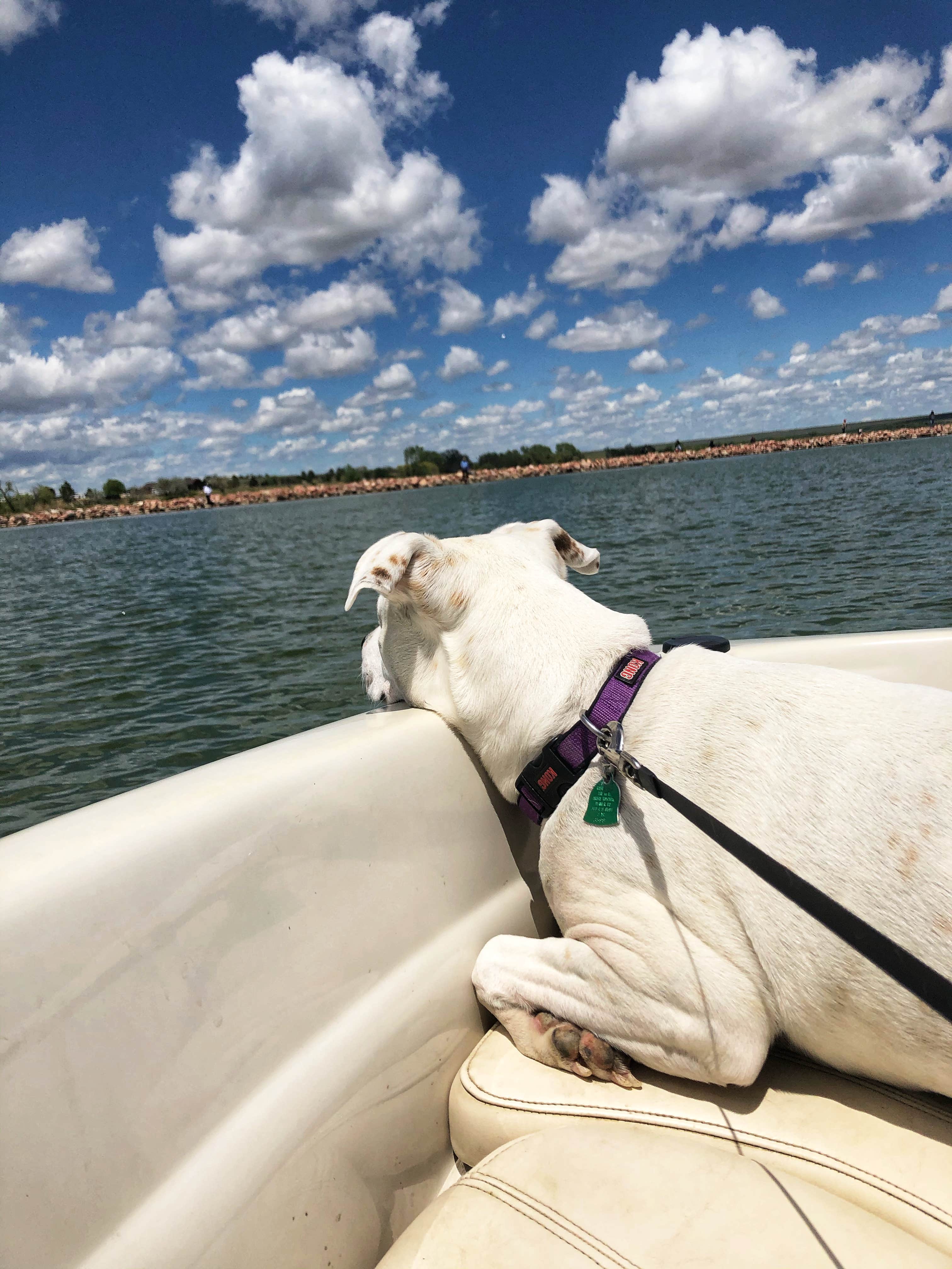 Alexandria A.'s photo of camping with pets at Jackson Lake State Park Campground near Fort Morgan, CO