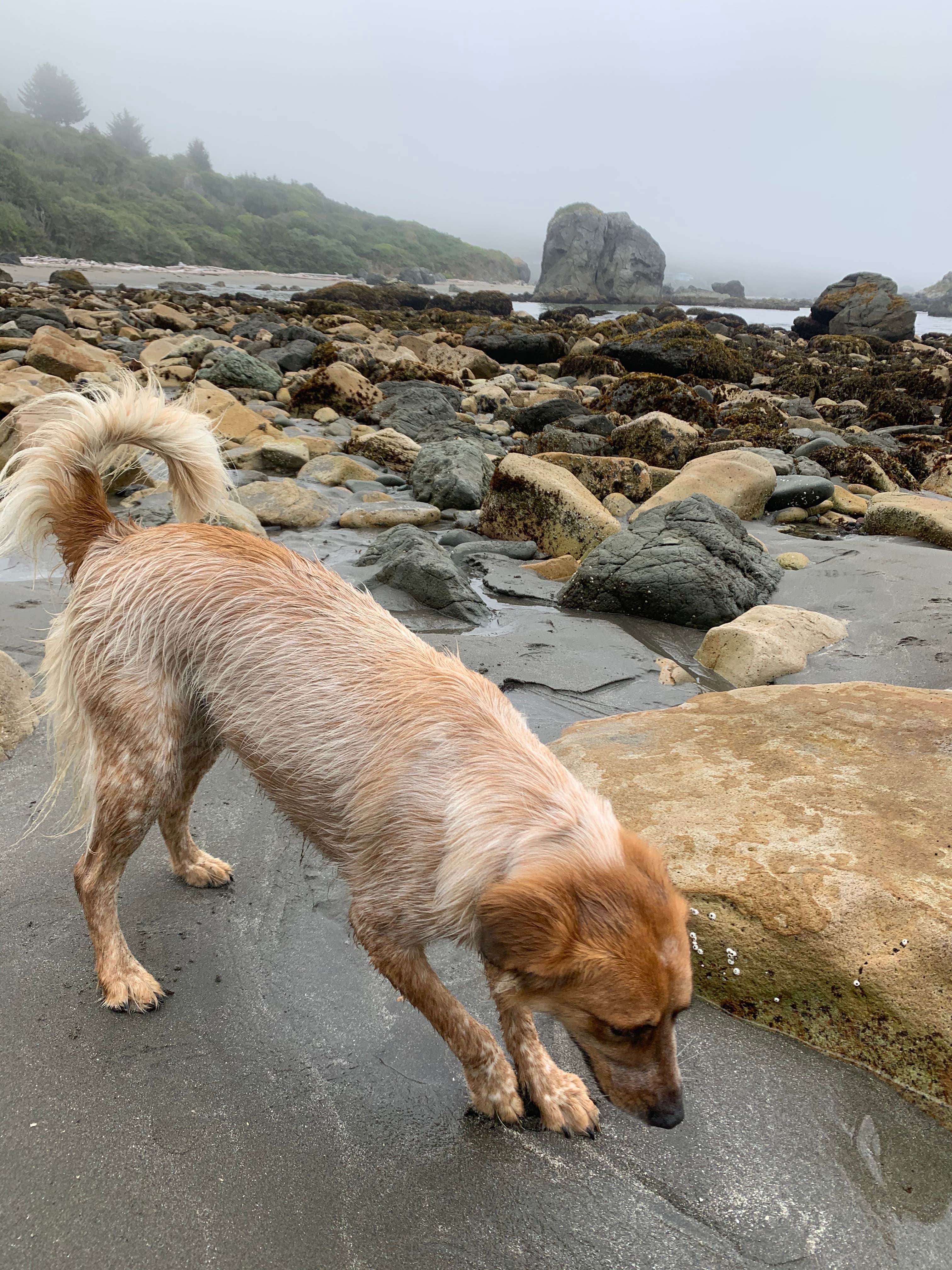Vanessa M.'s photo of camping with pets at Harris Beach State Park Campground near Cave Junction, OR