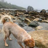 Review photo of Harris Beach State Park Campground by Vanessa M., July 21, 2020
