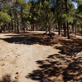 Review photo of Pinal Campground by Krista Z., March 20, 2018