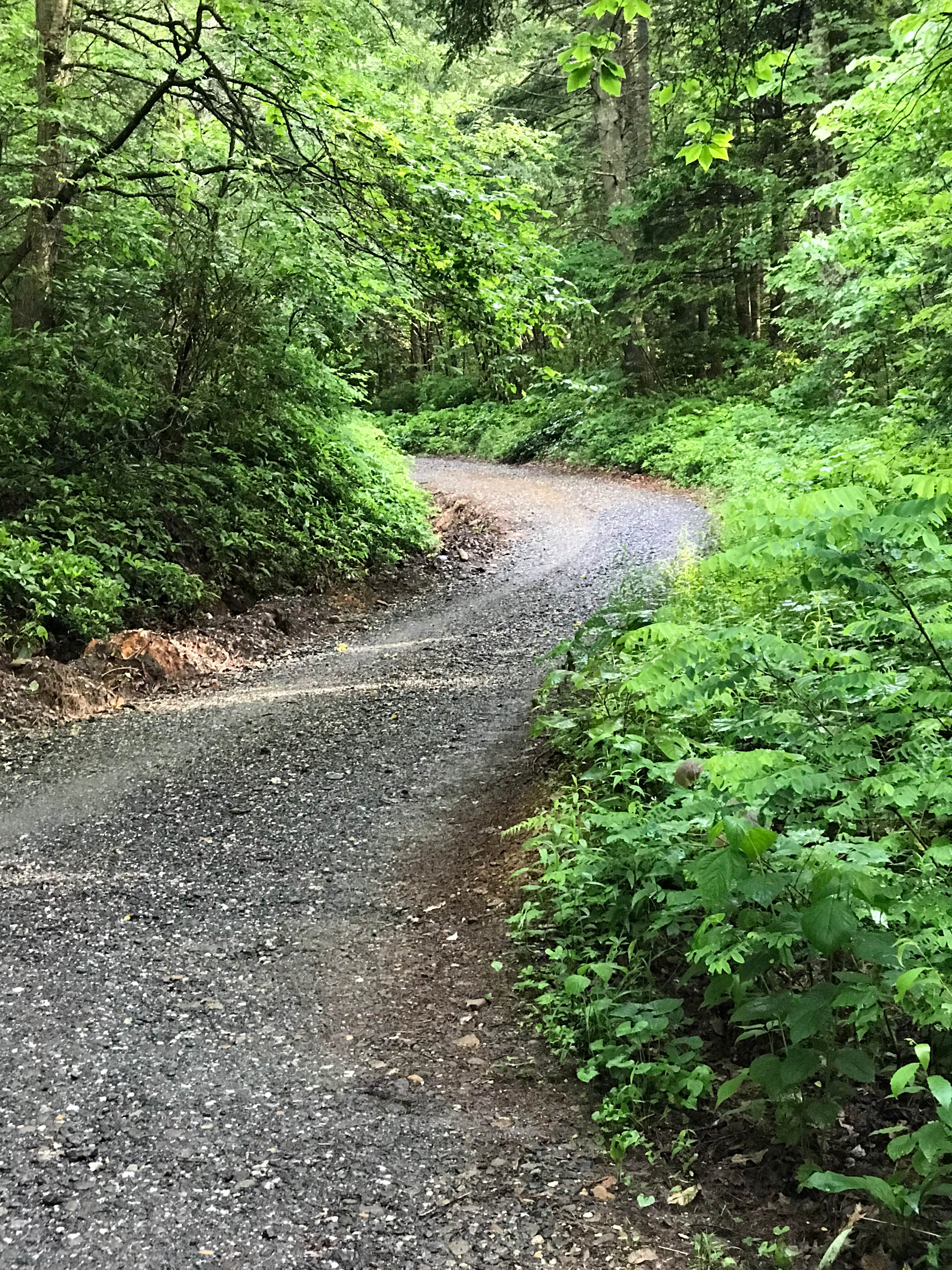 Camper-submitted photo at Victor Road Dispersed near Linville Falls, NC