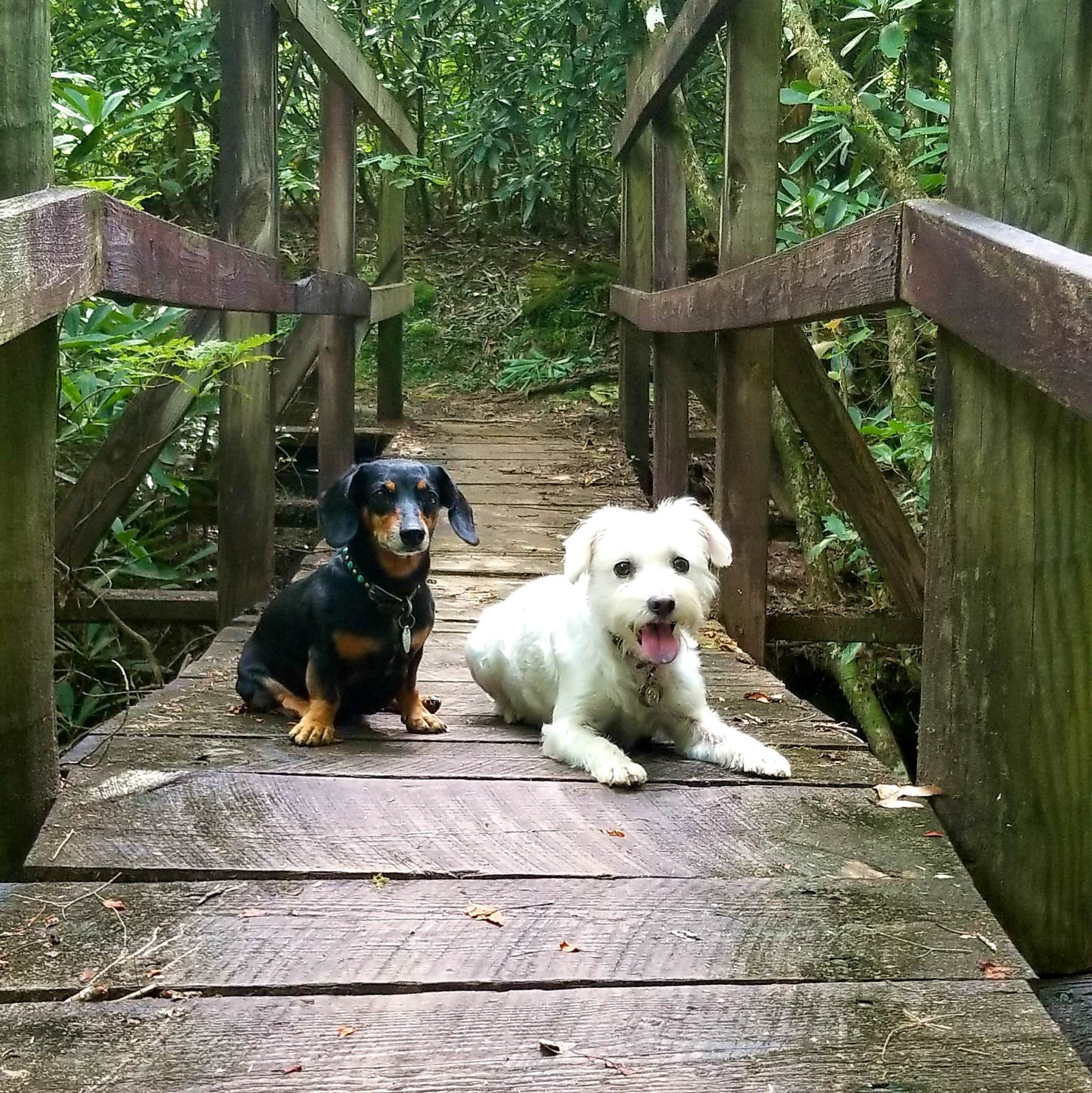 Katrin M.'s photo of camping with pets at Bandy Creek Campground — Big South Fork National River and Recreation Area near Byrdstown, TN