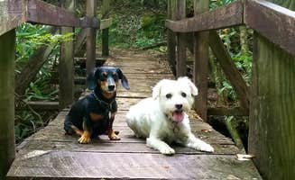 Katrin M.'s photo of camping with pets at Bandy Creek Campground — Big South Fork National River and Recreation Area near Byrdstown, TN