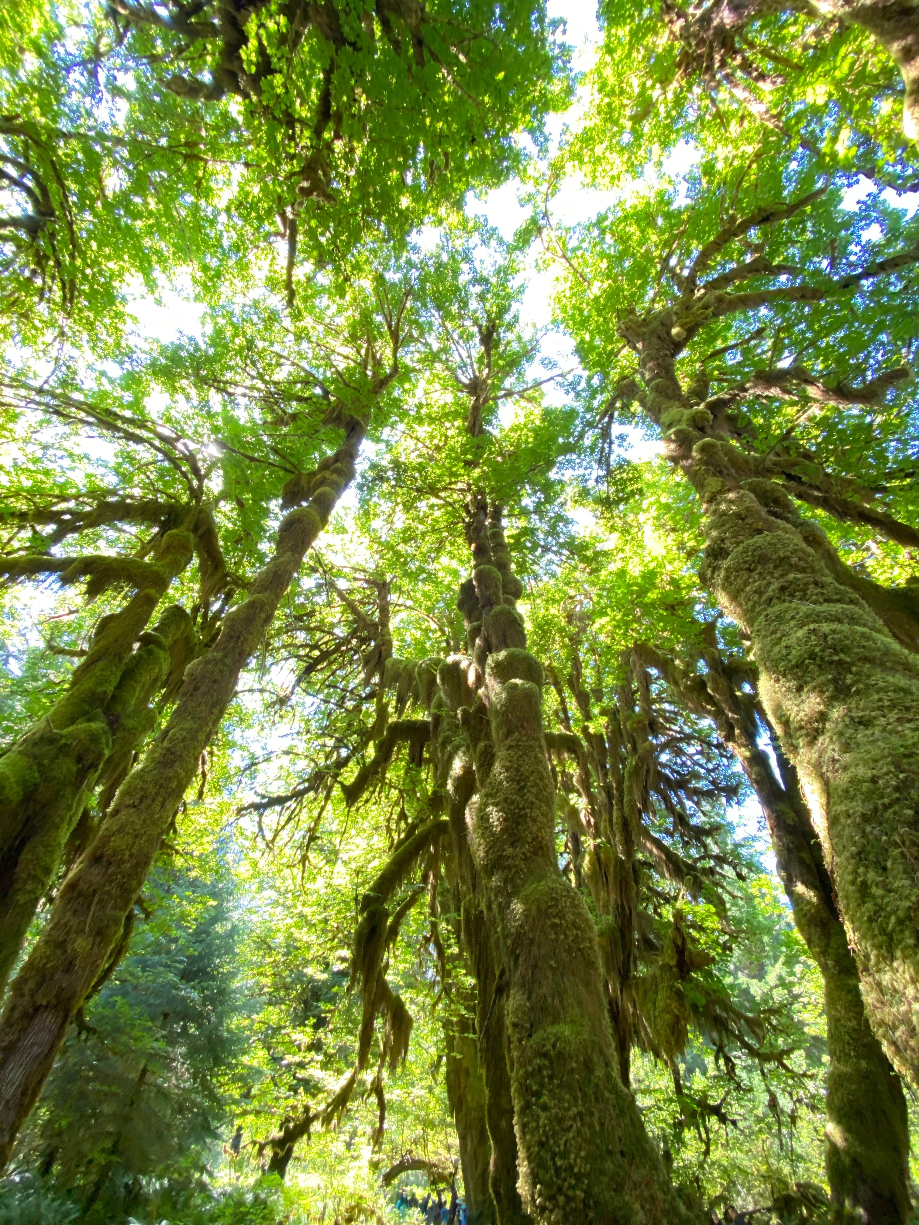 Camper-submitted photo at Cardlin Run — Olympic National Park near Olympic National Park