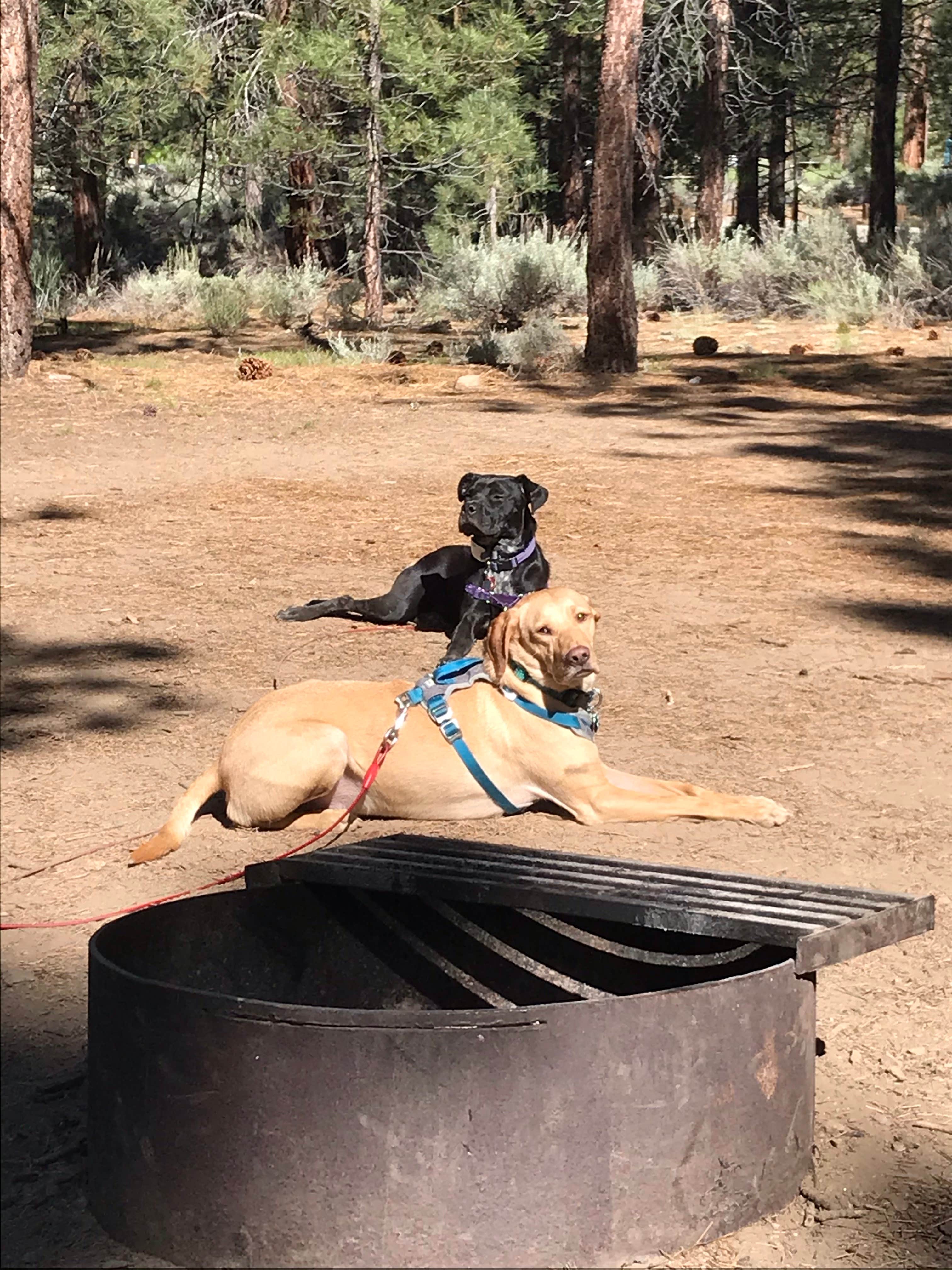 Troy L.'s photo of camping with pets at Heart Bar Campground near Big Bear Lake, CA