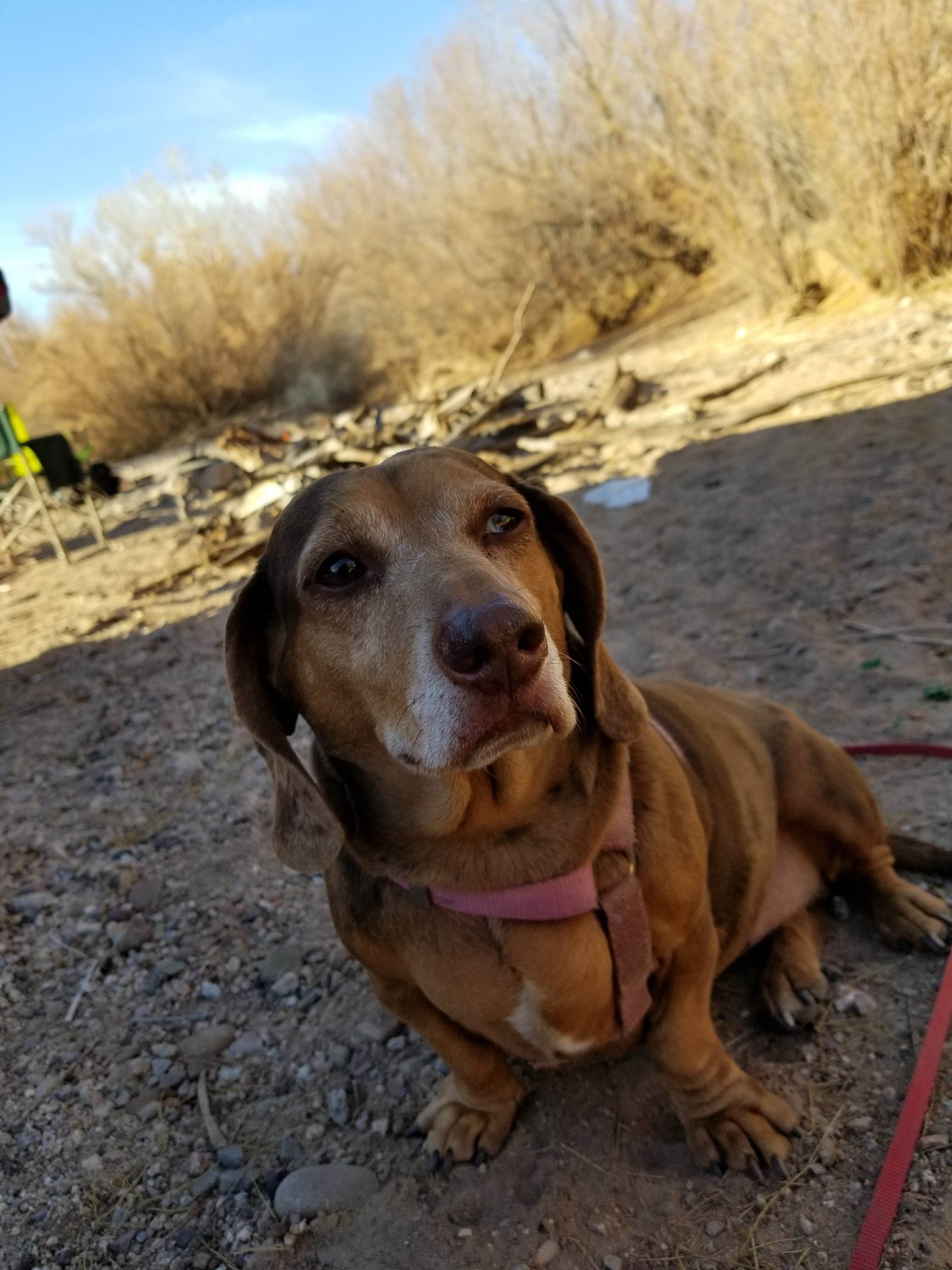 Camper-submitted photo at EADS Wash near Globe, AZ