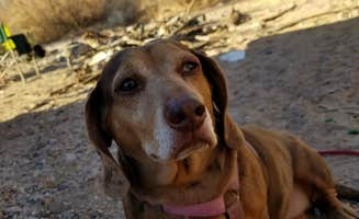 Krista Z.'s photo of camping with pets at EADS Wash in Arizona