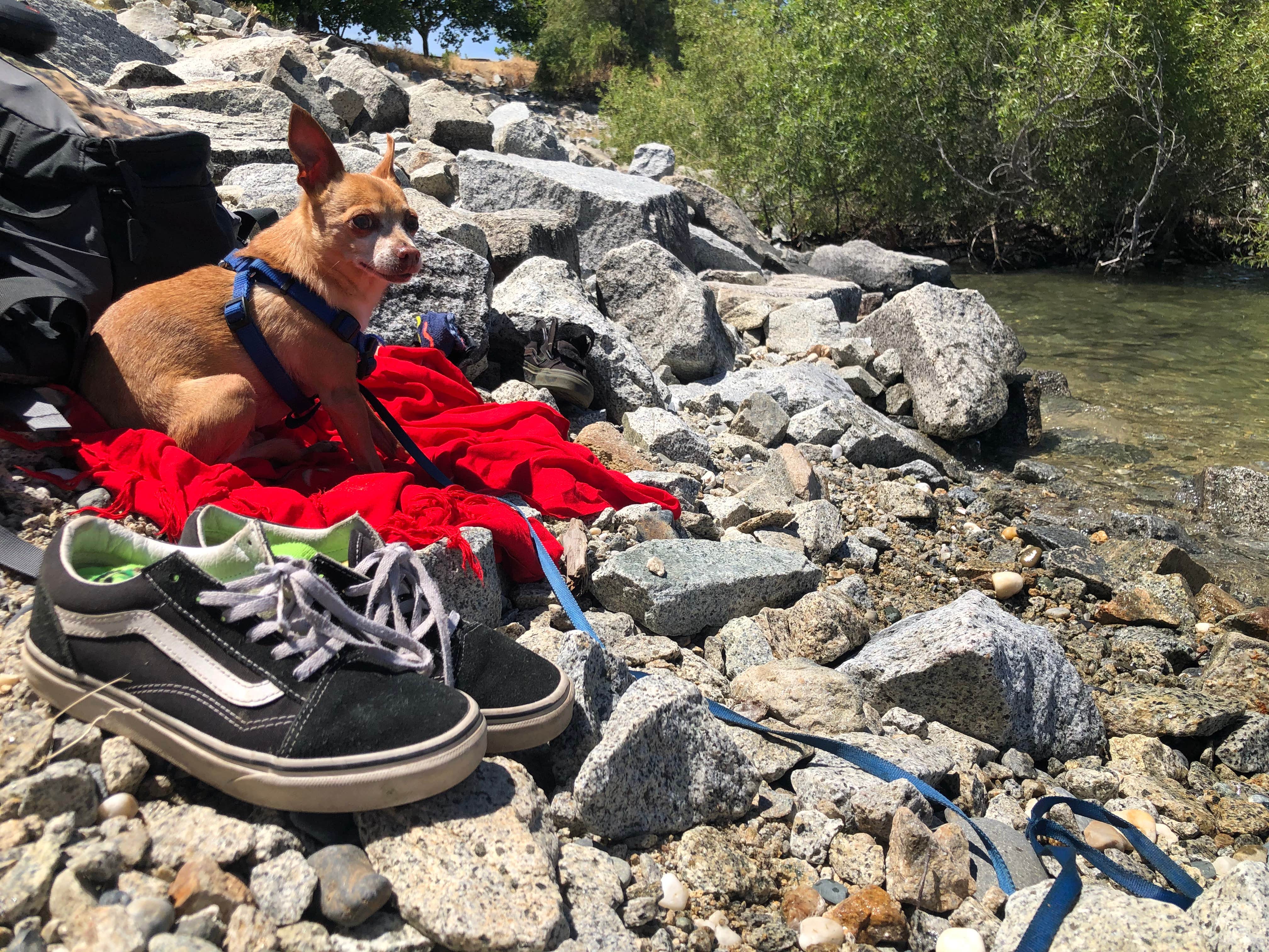 Syd D.'s photo of camping with pets at Beals Point Campground — Folsom Lake State Recreation Area near Foresthill, CA