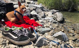 Syd D.'s photo of camping with pets at Beals Point Campground — Folsom Lake State Recreation Area near Elk Grove, CA