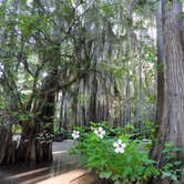 Review photo of Caddo Lake State Park Campground by Neal L., July 24, 2020