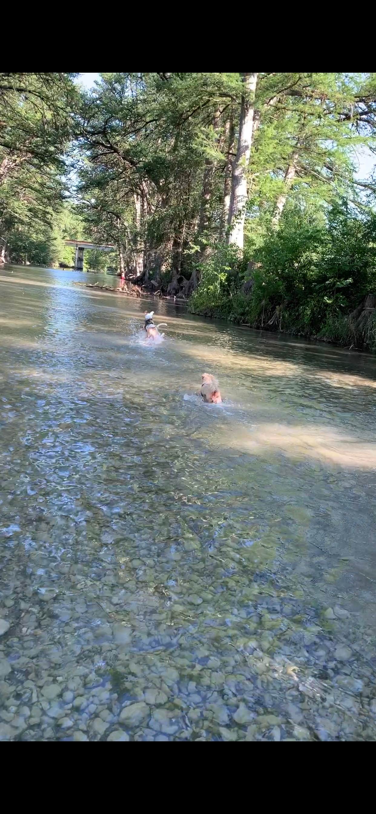 Camper submitted image from Antler Oaks Lodge and RV Resort - 4