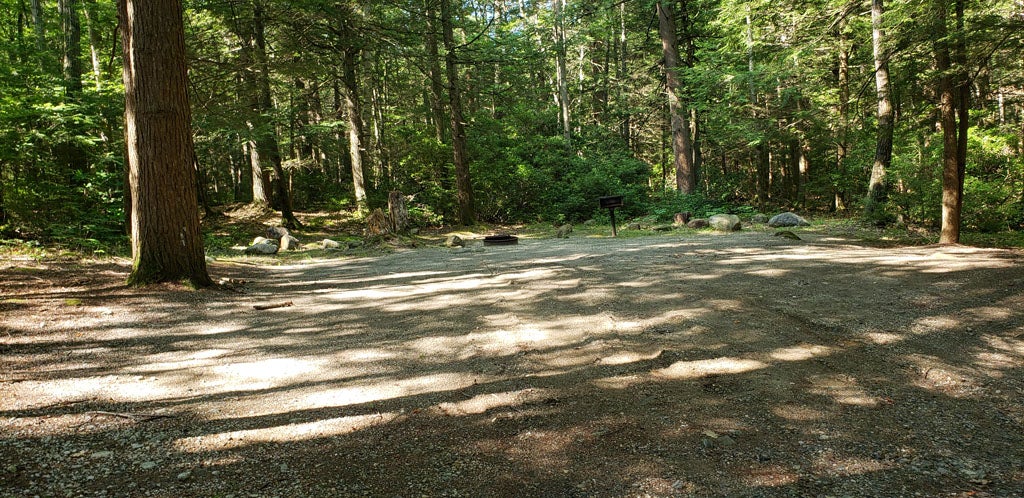 Camper submitted image from Erving State Forest - 4