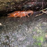 Review photo of South Mountains State Park Campground by Sarah W., July 24, 2020