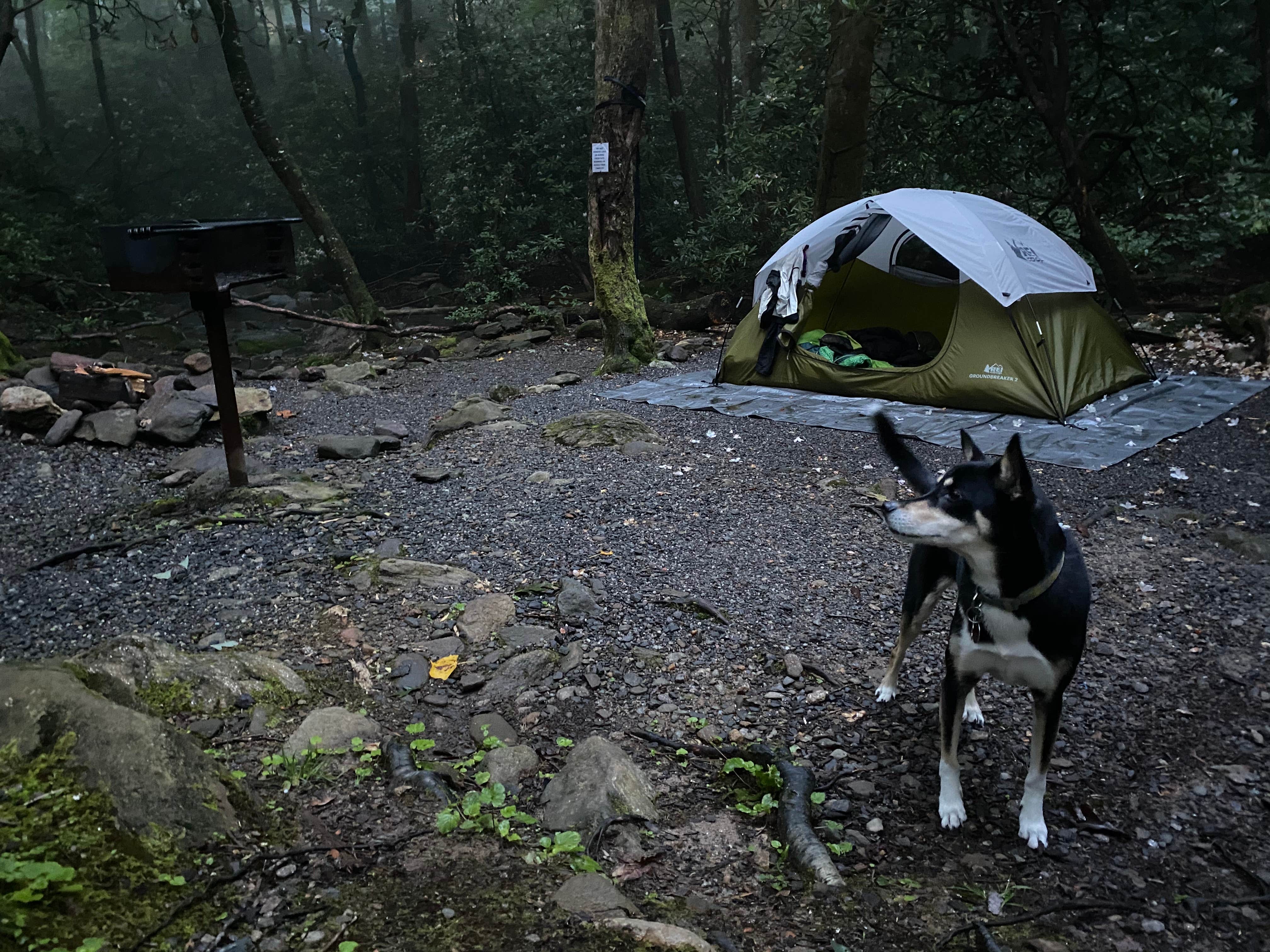 Kat J.'s photo of camping with pets at Montreat Family Campground near Lake Lure, NC