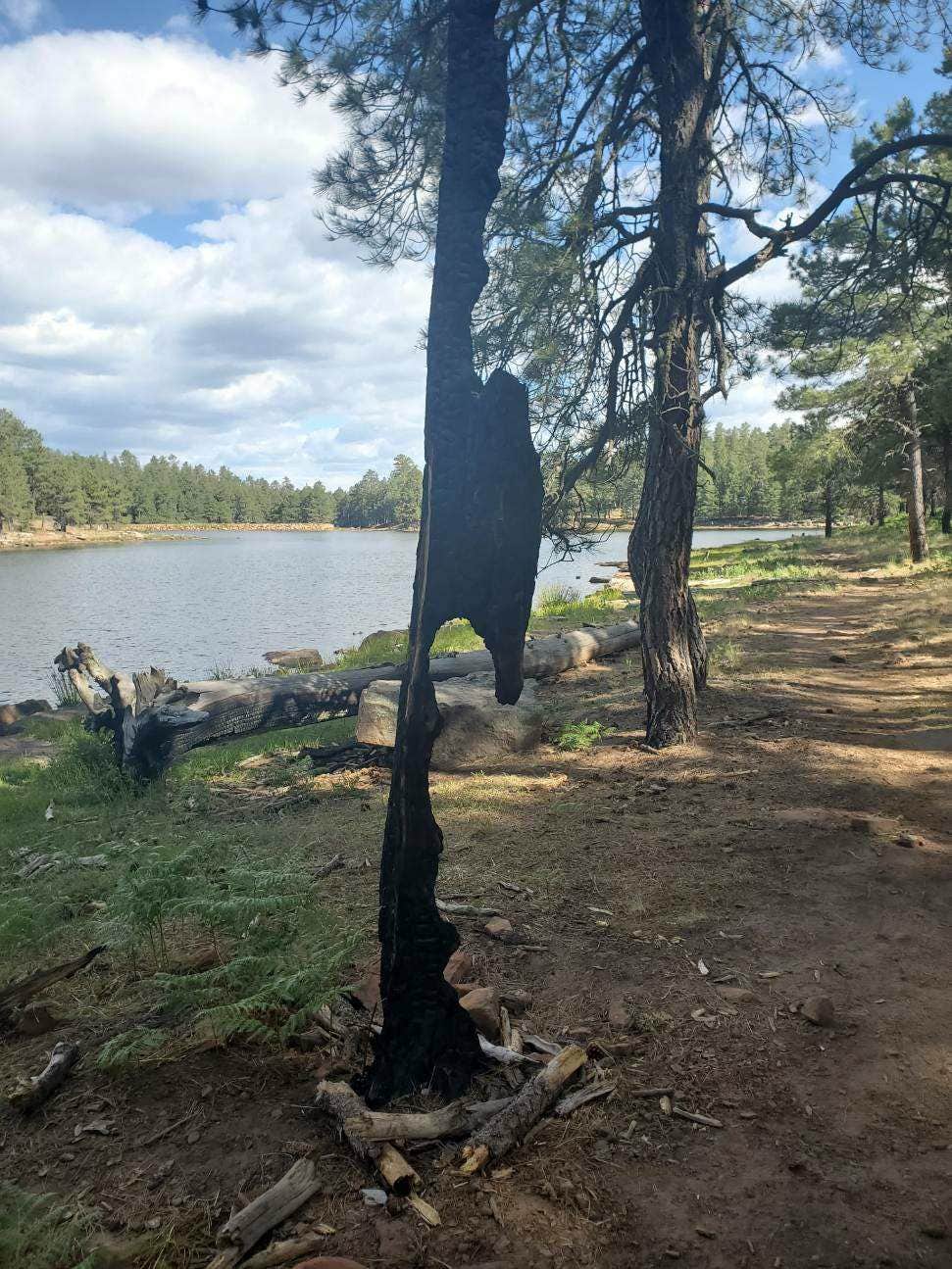 Camper-submitted photo at Aspen Campground near Alpine, AZ