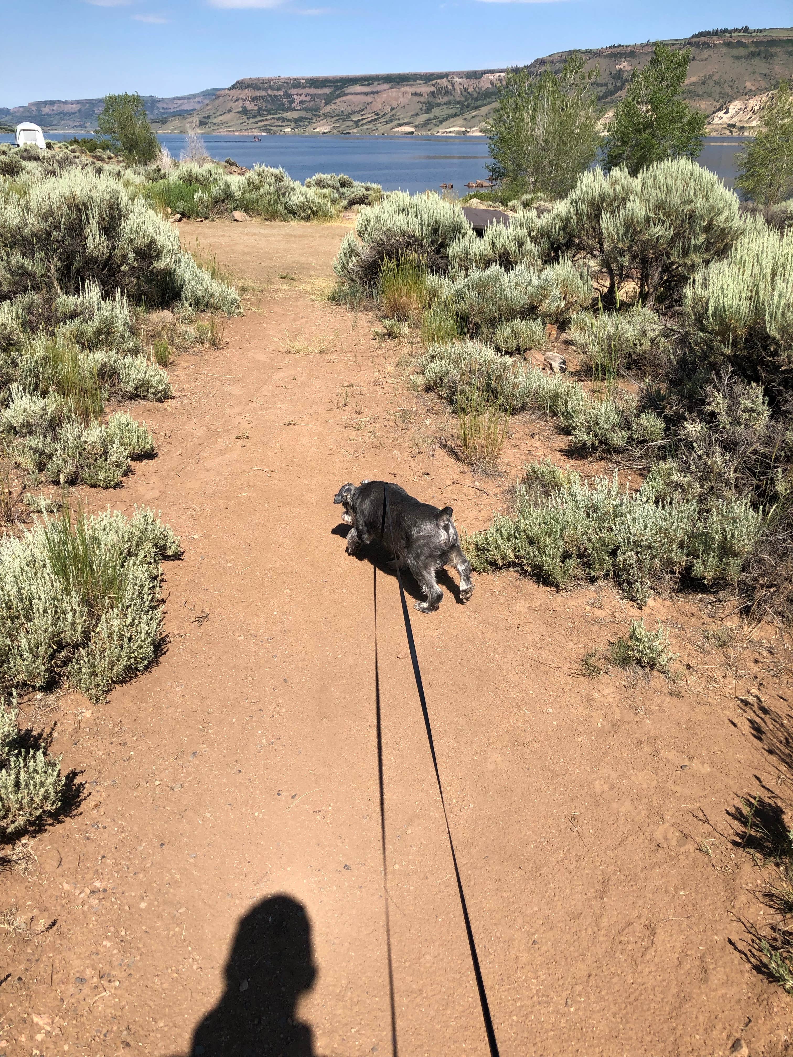 Dawn K.'s photo of camping with pets at Elk Creek Campground near Curecanti National Recreation Area