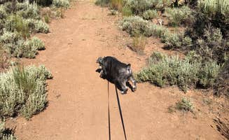 Dawn K.'s photo of camping with pets at Elk Creek Campground near Almont, CO