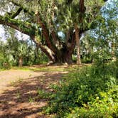 Review photo of Lake Griffin State Park Campground by Larry M., July 24, 2020