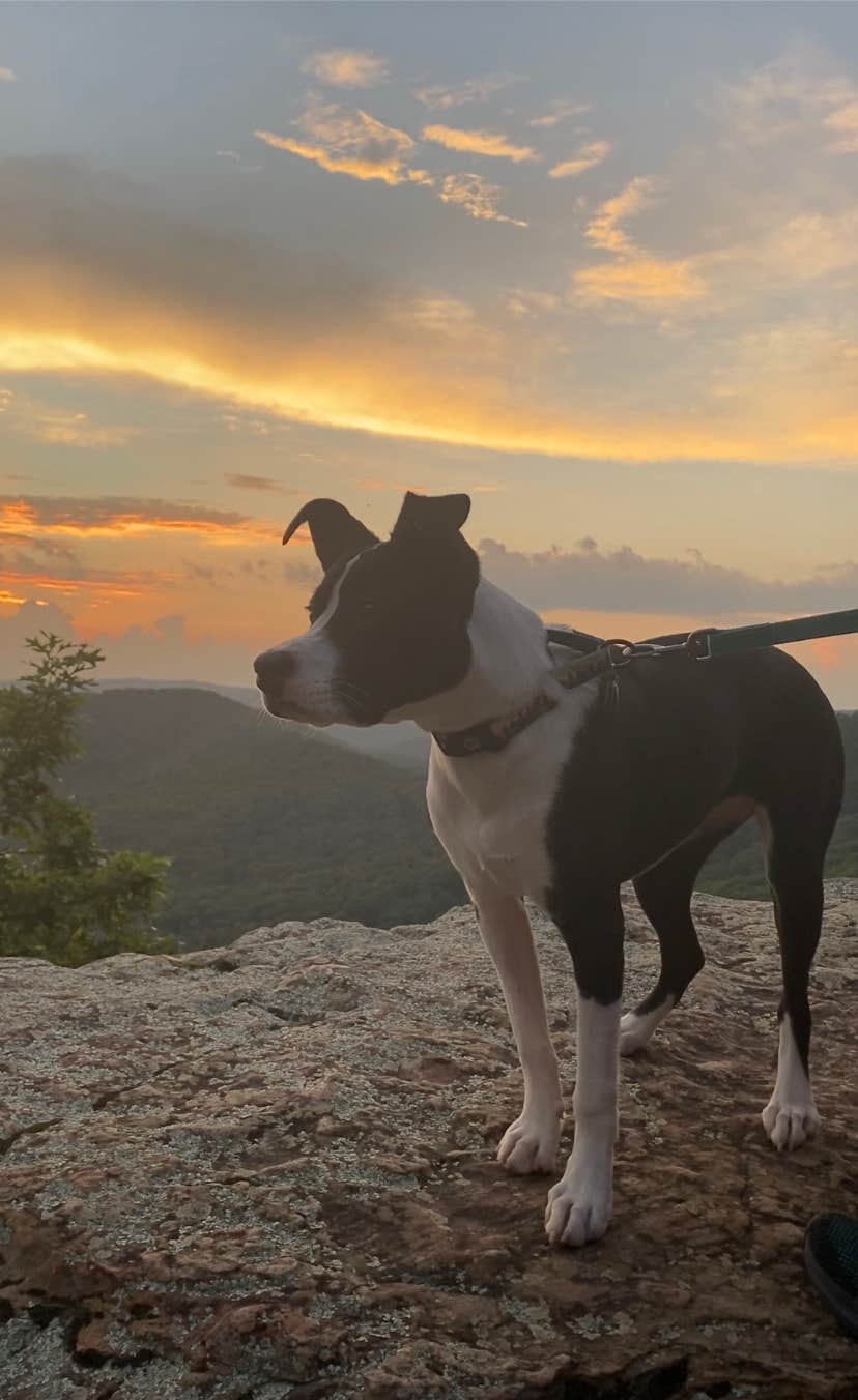Chris & Rosanne C.'s photo of camping with pets at White Rock Mountain Recreation Area near Combs, AR