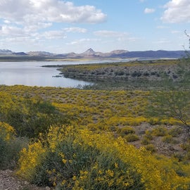 View of Alamo Lake from our campsite with the wildflowers blooming