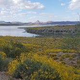 Review photo of Alamo Lake State Park Campground by Christine S., July 24, 2020