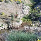 Review photo of Alamo Lake State Park Campground by Christine S., July 24, 2020