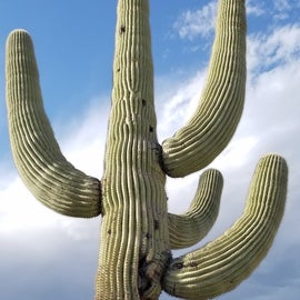 Large saguaro cactus