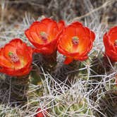 Review photo of Indian Cove - Joshua Tree National Park by Christine S., July 24, 2020