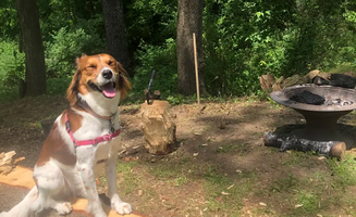 Joe R.'s photo of camping with pets at Towpath Trail Peace Park near Millersburg, OH