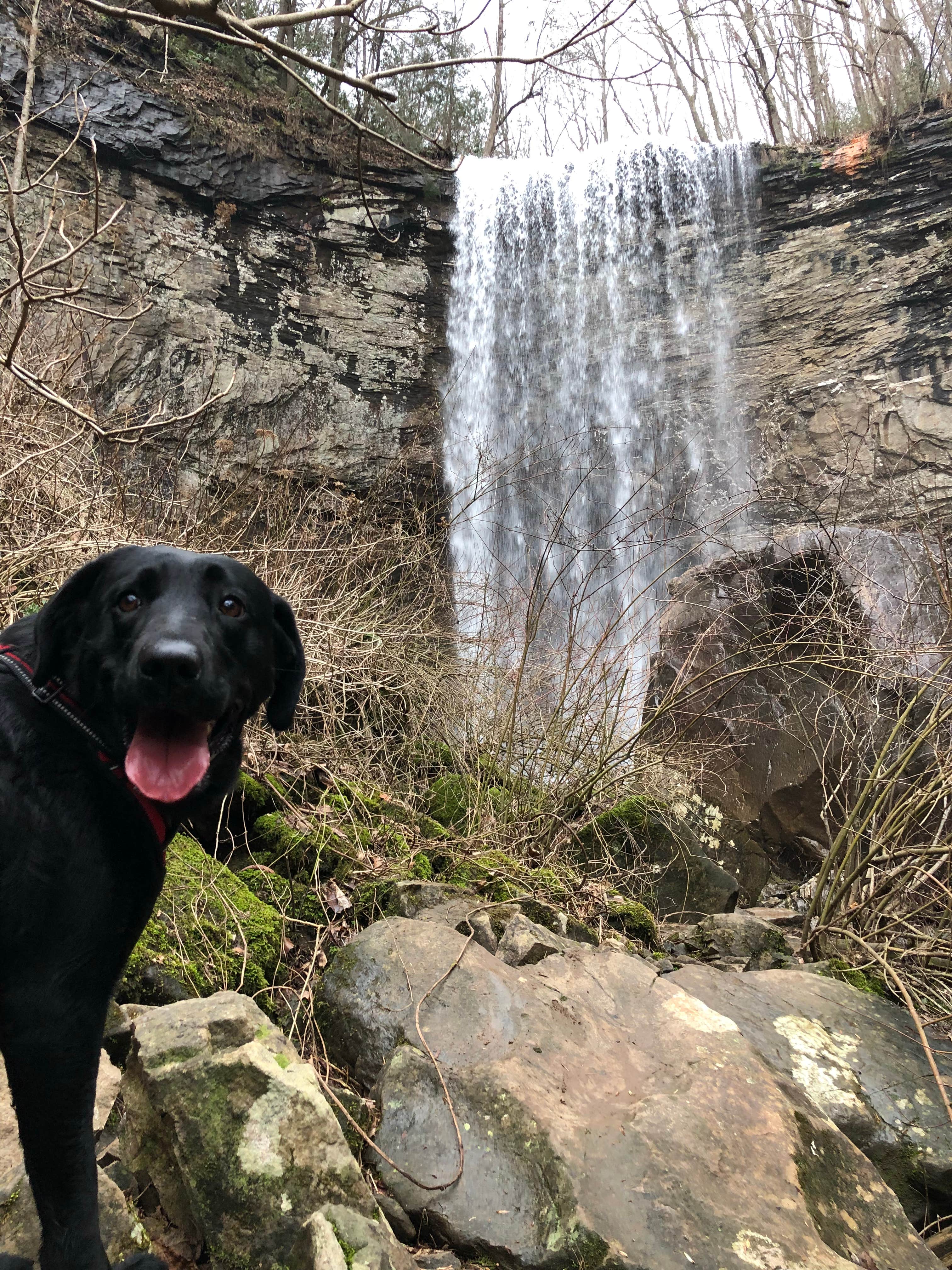 Taylor C.'s photo of camping with pets at Cloudland Canyon State Park Campground near Chattanooga, TN