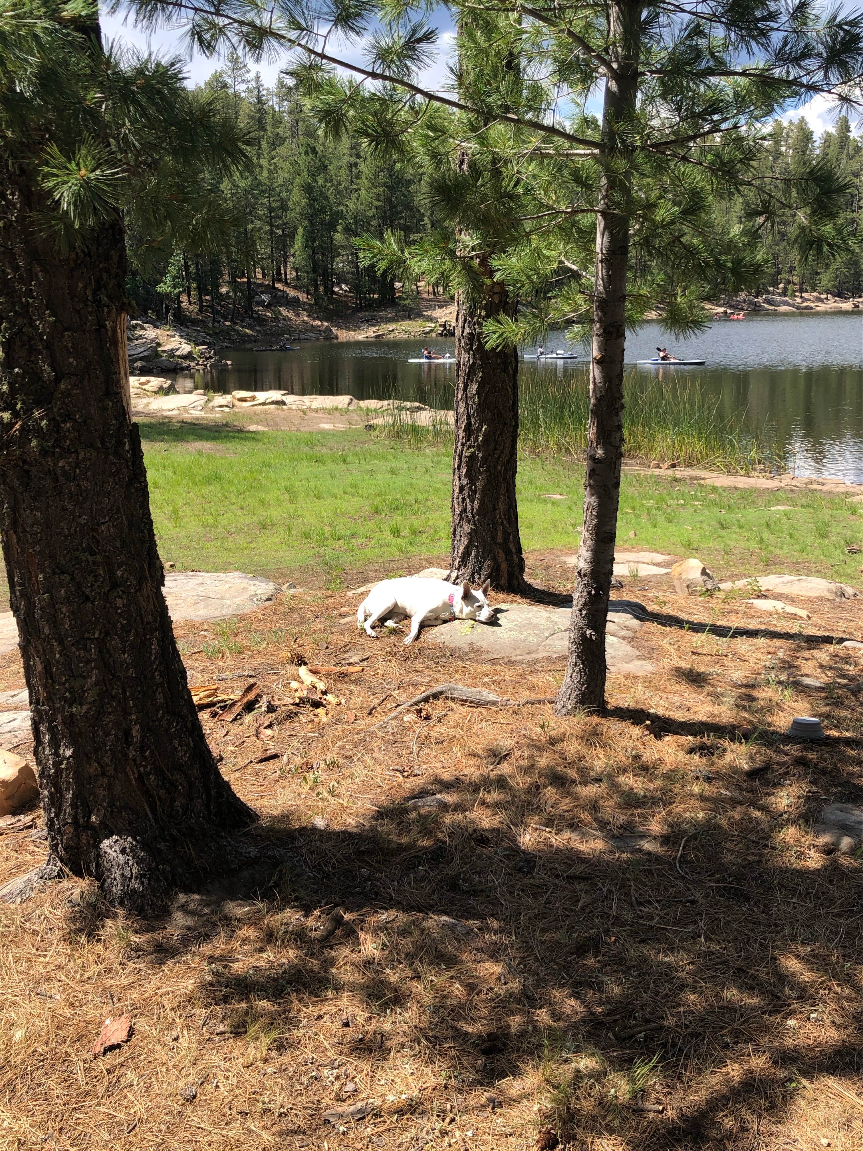 Camper-submitted photo at Knoll Lake Campground near Payson, AZ