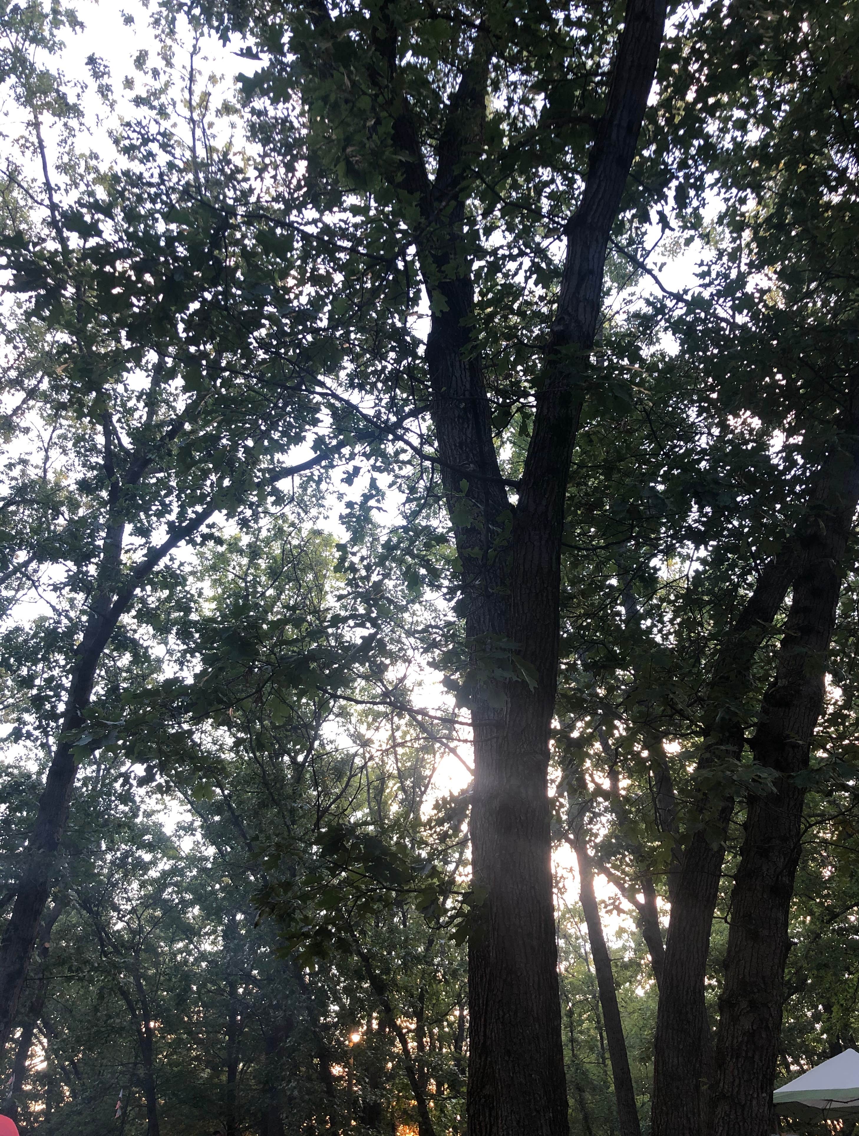 Camping near Woods and Water: Little Switzerland Resort and Campground, Newaygo, Michigan