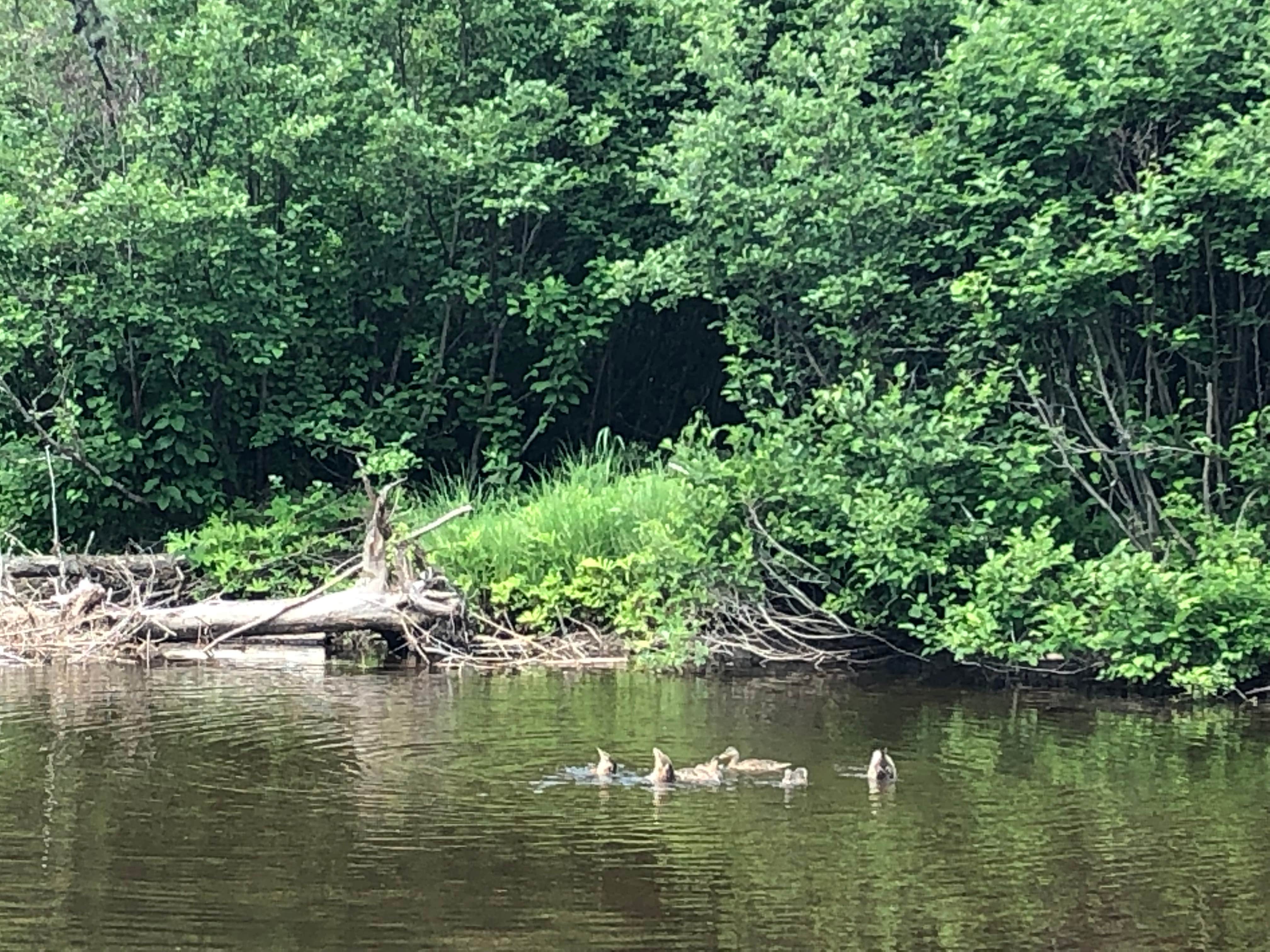 Camper submitted image from Moose River Campground - 1