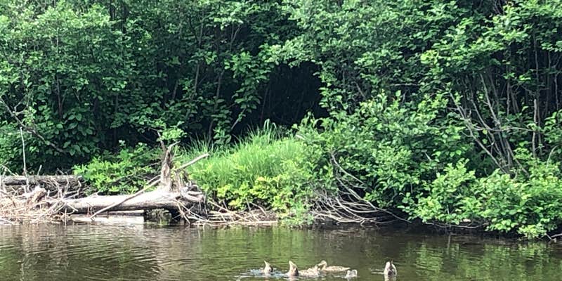 Camper submitted image from Moose River Campground