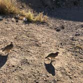 Review photo of Calico Ghost Town by D T., July 25, 2020