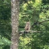 Review photo of Mountain Pass Campground by Darrell W., July 24, 2020