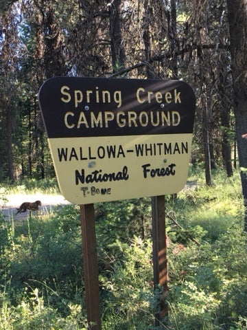 Camper submitted image from Spring Creek Campground - 4