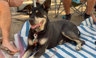Kellie D.'s photo of camping with pets at Lake Camanche near Stockton, CA