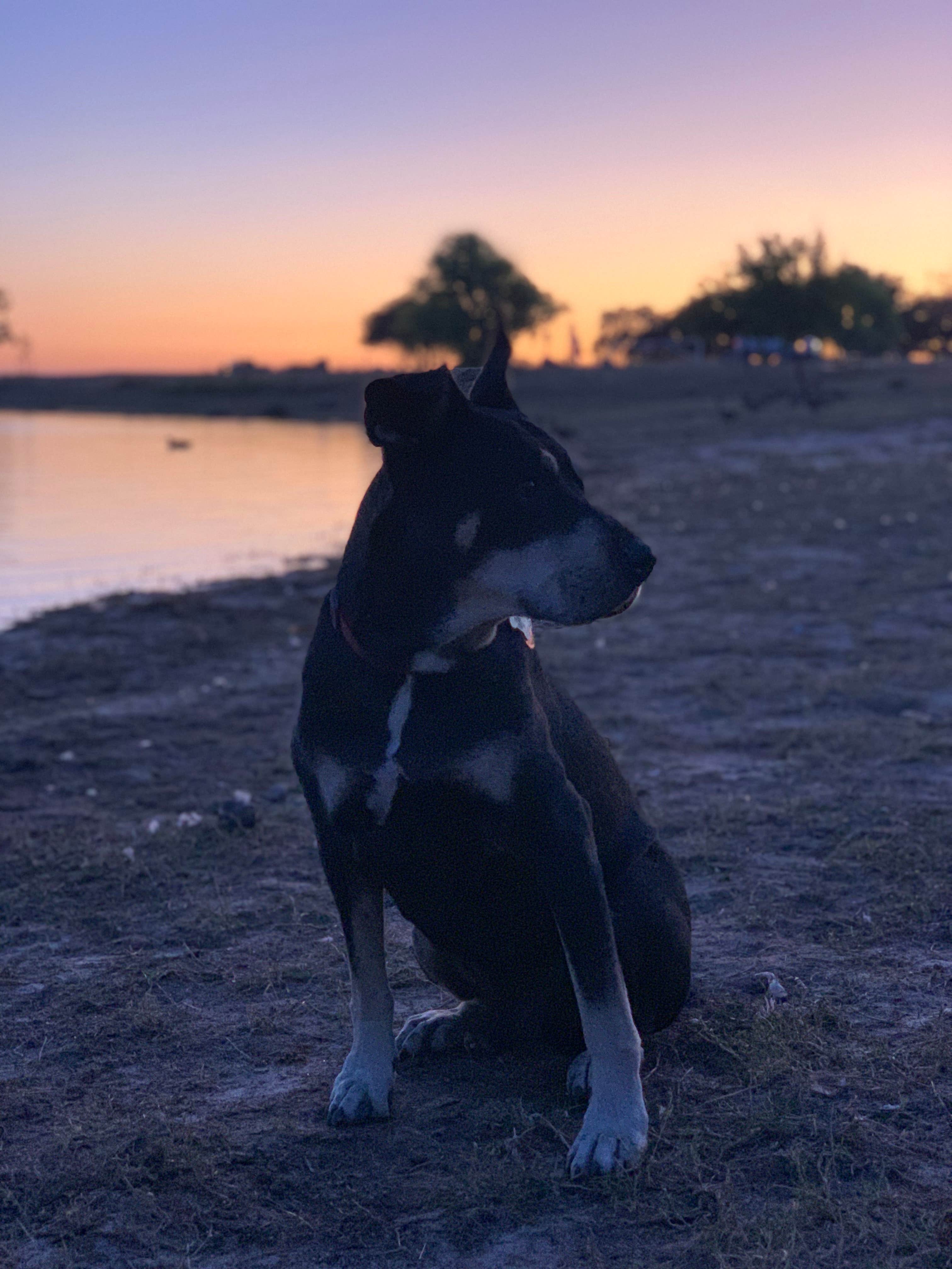 Kellie D.'s photo of camping with pets at Lake Camanche near Stockton, CA