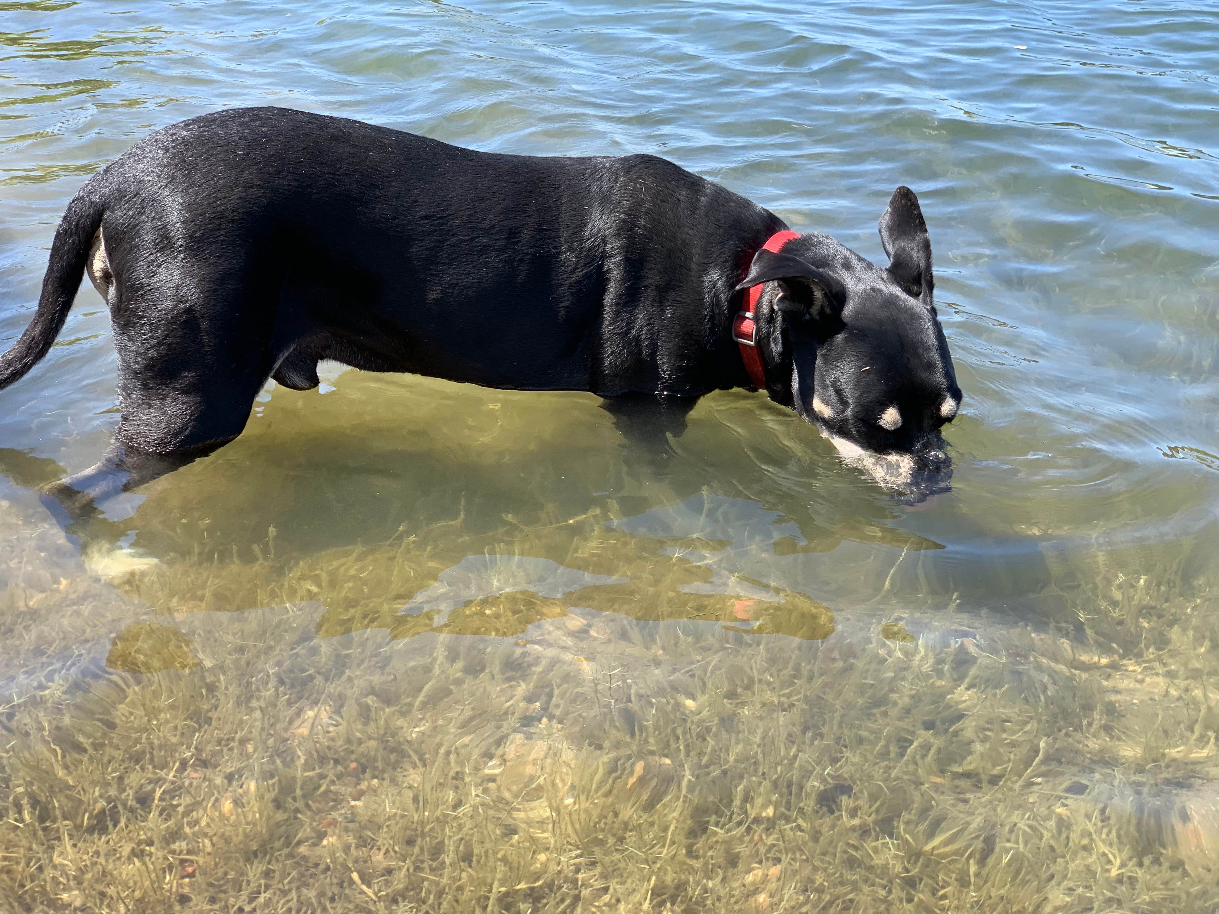 Kellie D.'s photo of camping with pets at Lake Camanche near New Hogan Lake