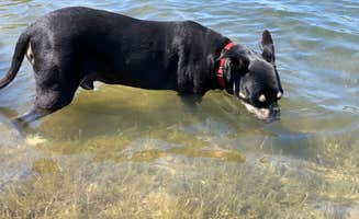 Kellie D.'s photo of camping with pets at Lake Camanche near Ripon, CA
