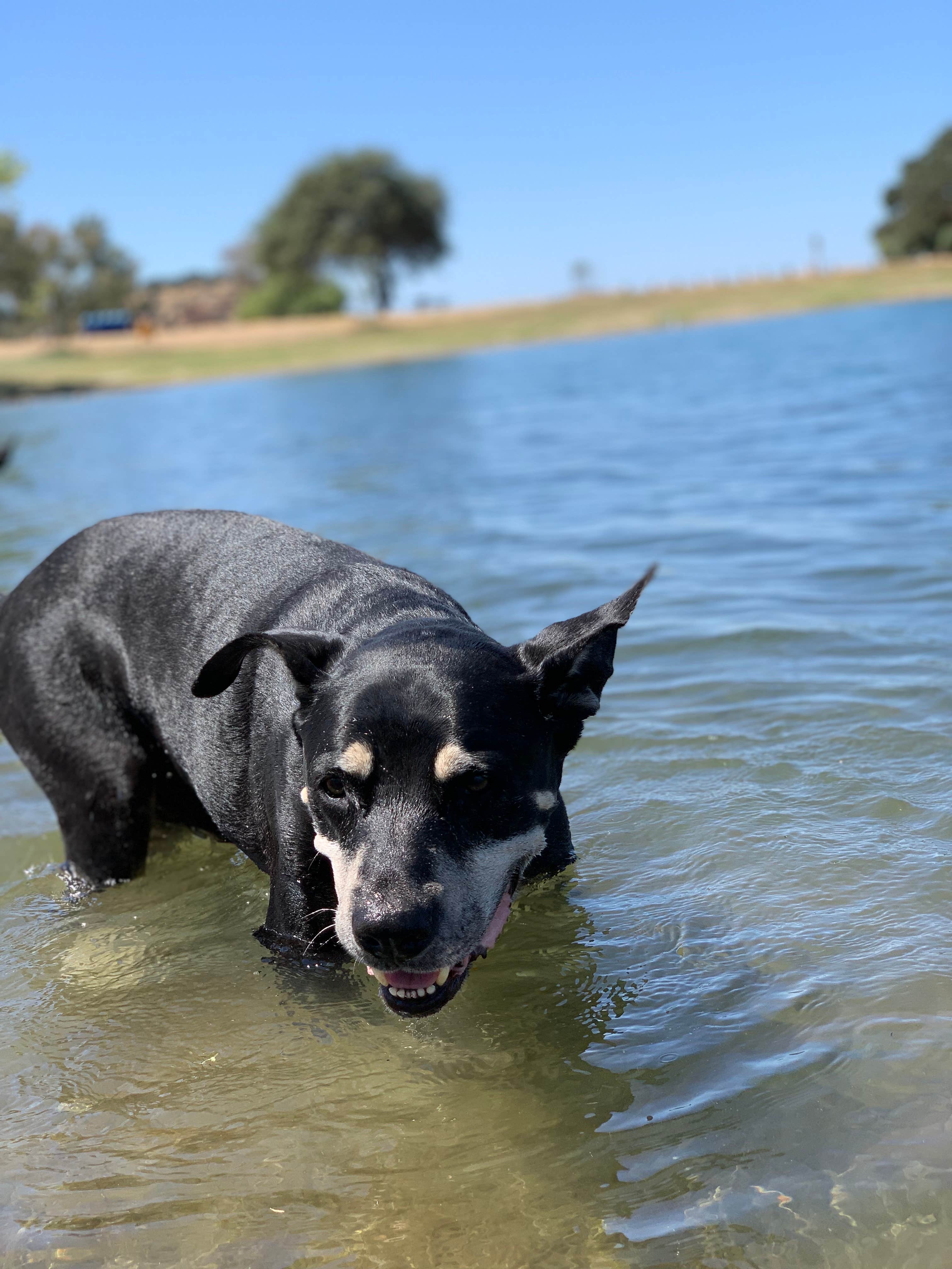 Camper-submitted photo at Lake Camanche near Rancho Murieta, CA