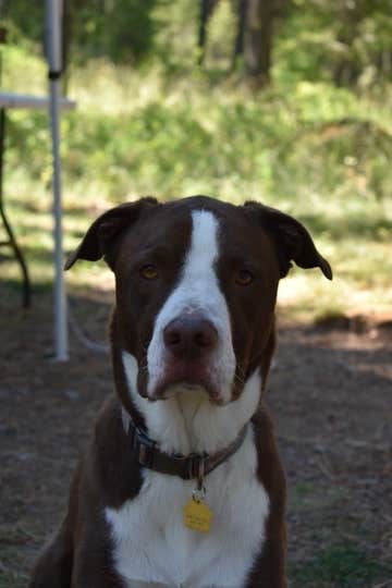 Brandon C.'s photo of camping with pets at Spring Creek Campground near Pendleton, OR