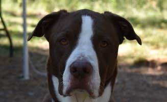 Brandon C.'s photo of camping with pets at Spring Creek Campground near La Grande, OR