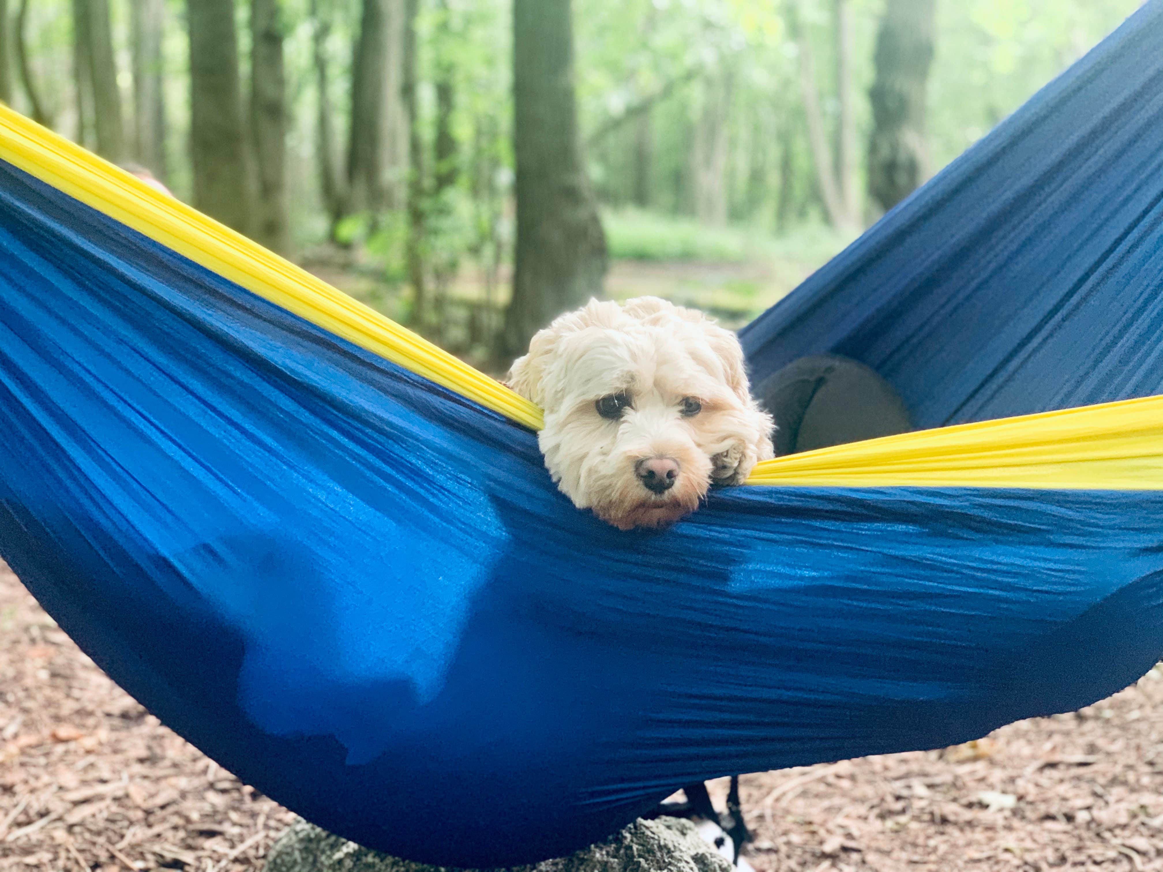 Susannah B.'s photo of camping with pets at Calumet County Park near Waupaca, WI