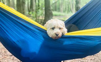 Susannah B.'s photo of camping with pets at Calumet County Park near Neenah, WI